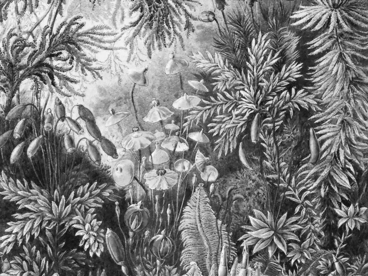 Wall Art Fairytale Black & White baśniowa fototapeta fizelinowa na wymiar indywidualny Magiczny Las