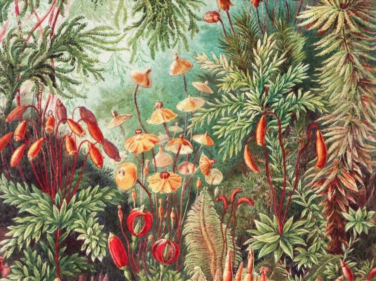 Wall Art Fairytale Vivid baśniowa fototapeta fizelinowa na wymiar indywidualny Magiczny Las