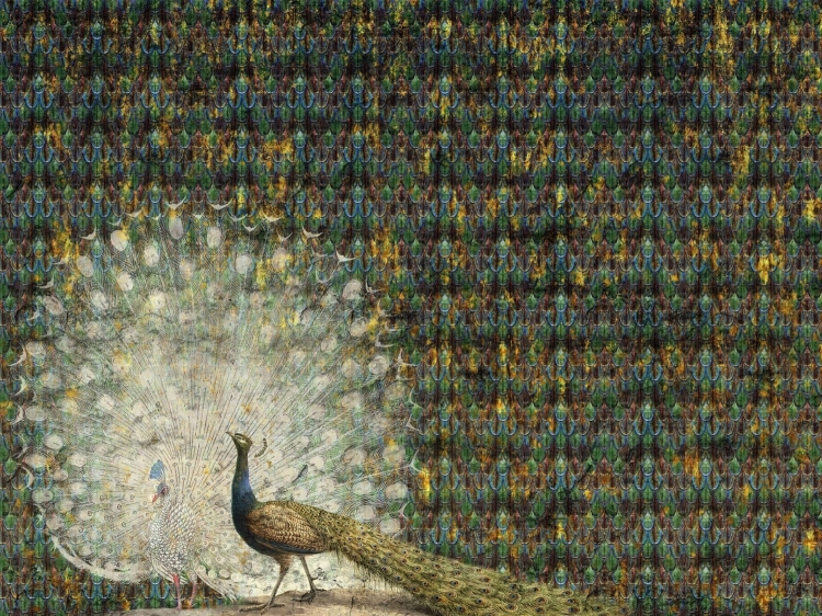 Peacock Wall Art Pawie fototapeta na wymiar indywidualny w pawie pióra glamour
