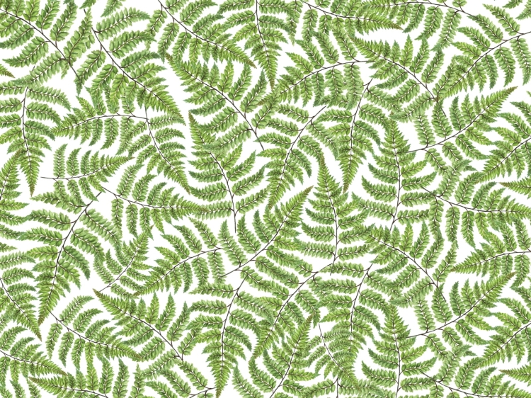 Zielone liście paproci Wall Art Jurrasic Fern fototapeta na fizelinie wymiar indywidualny