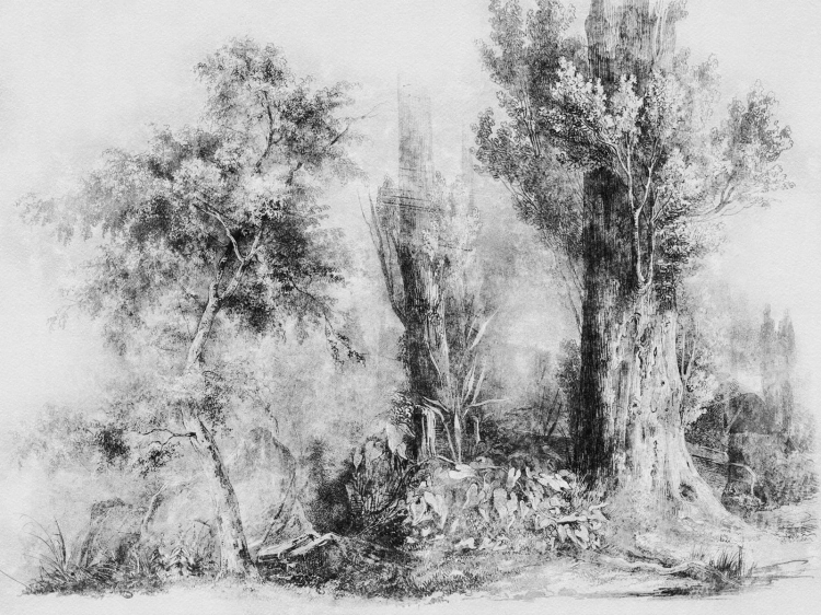 Calm Black and White Wall Art fototapeta na wymiar indywidualny - szkicowane drzewa czerń i biel