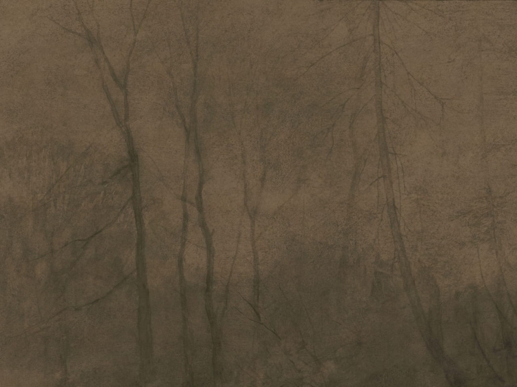 Foggy Day mglisty las z ciemnymi sylwetkami drzew - fototapeta na flizelinie - wzór jasny