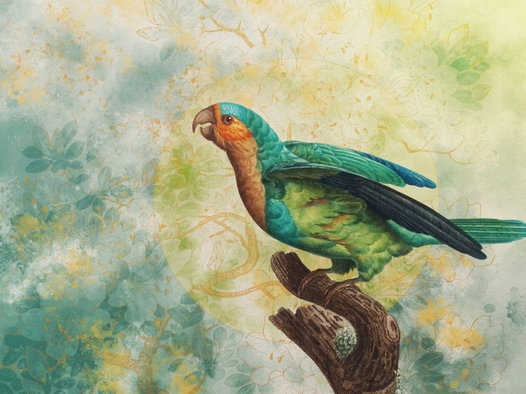 Sierra kolorowa fototapeta na wymiar indywidualny z papugą