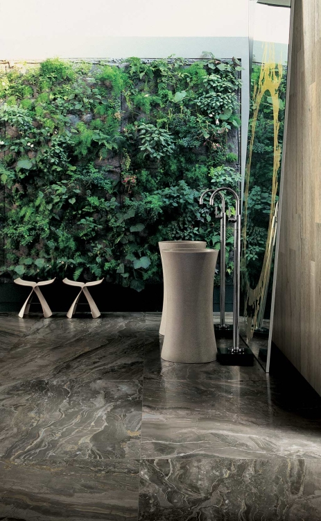 REX Prexious of Rex Dream Arabesque