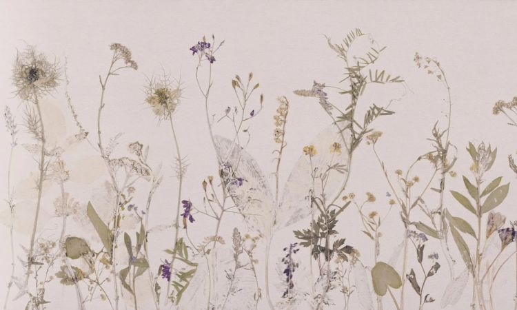 Wall Art Campo di Erbe fototapeta na wymiar z motywem polnych kwiatów