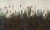 Cassia-35-0625-04