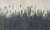 Cassia-35-0625-03