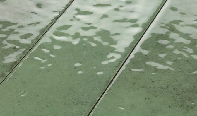 Barwolf Luna Veris Green 6x25 zielone cegiełki połysk