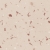 Dune Fragmenta Coral
